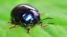 Violetter Gundermann-Blattkäfer_1.JPG